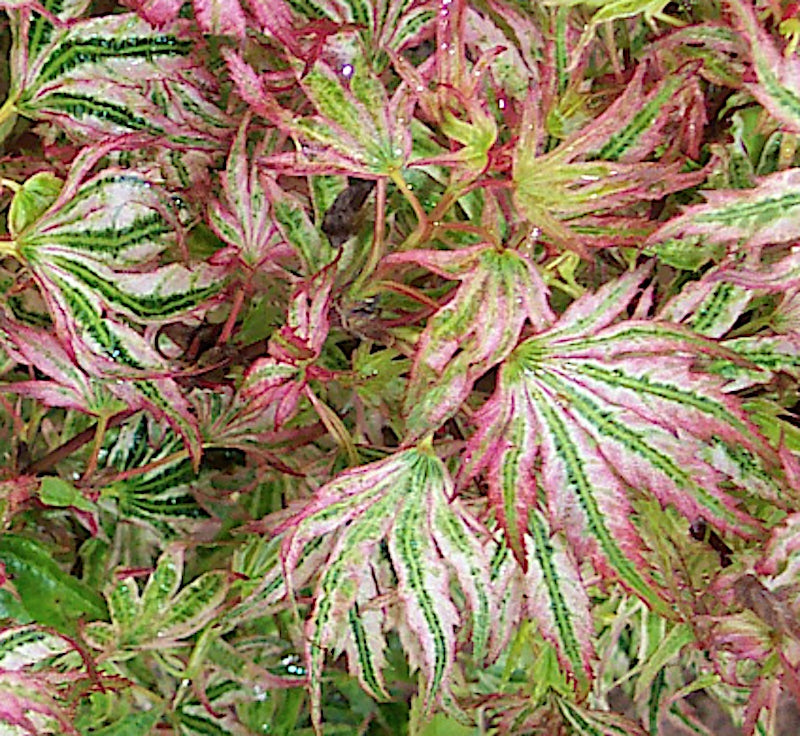 Acer Palmatum Higasayama