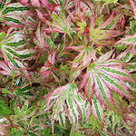 Acer Palmatum Higasayama