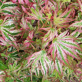 Acer Palmatum Higasayama