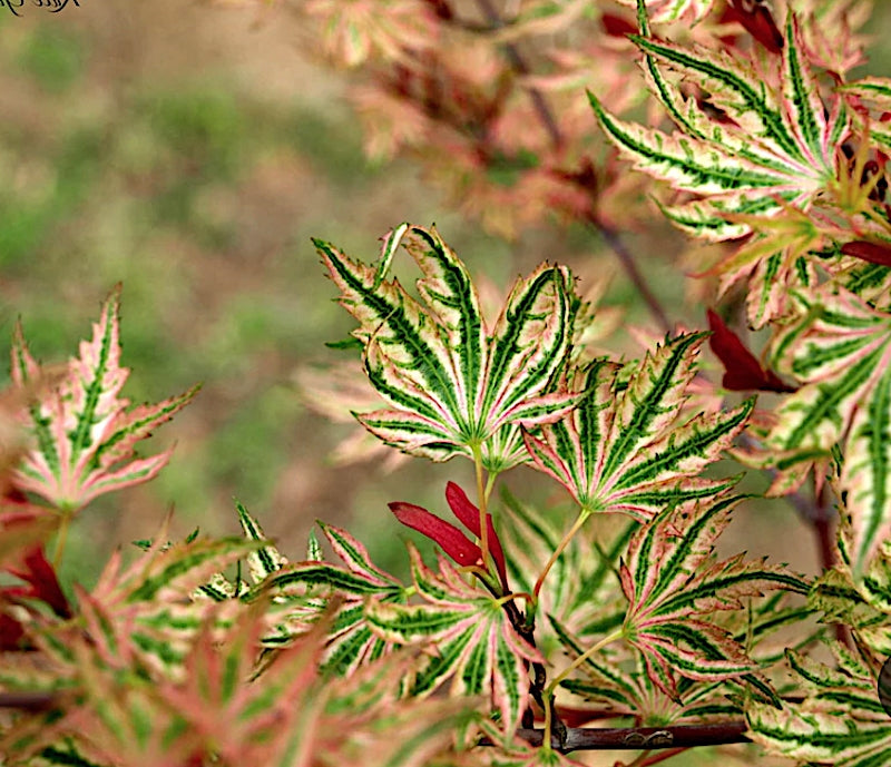 Acer Palmatum Higasayama