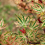Acer Palmatum Higasayama
