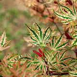 Acer Palmatum Higasayama