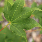 Acer Palmatum Hogyoku