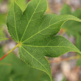 Acer Palmatum Hogyoku