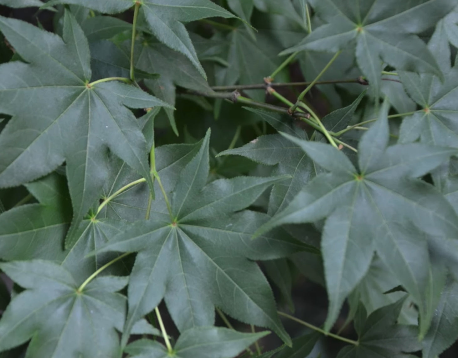 Acer Palmatum Hogyoku