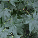 Acer Palmatum Hogyoku