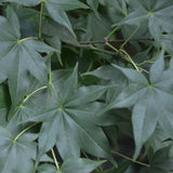 Acer Palmatum Hogyoku