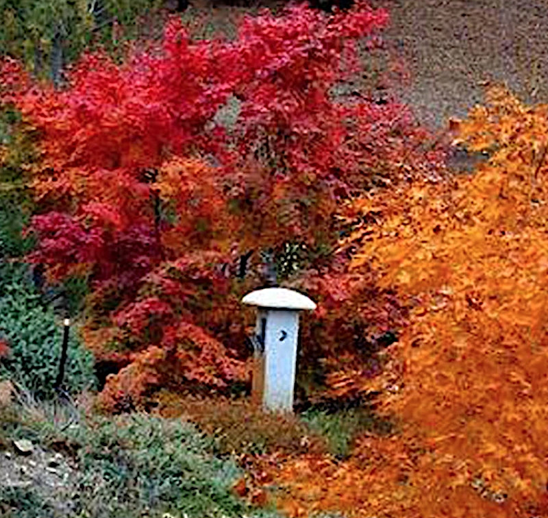 Acer Palmatum Hogyoku
