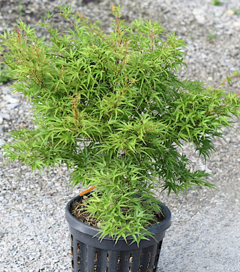 Acer palmatum Kamagata v.9