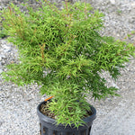 Acer palmatum Kamagata v.9