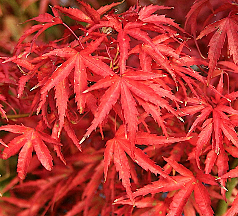 Acer palmatum Kamagata v.9