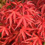 Acer palmatum Kamagata v.9