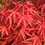 Acer palmatum Kamagata v.9