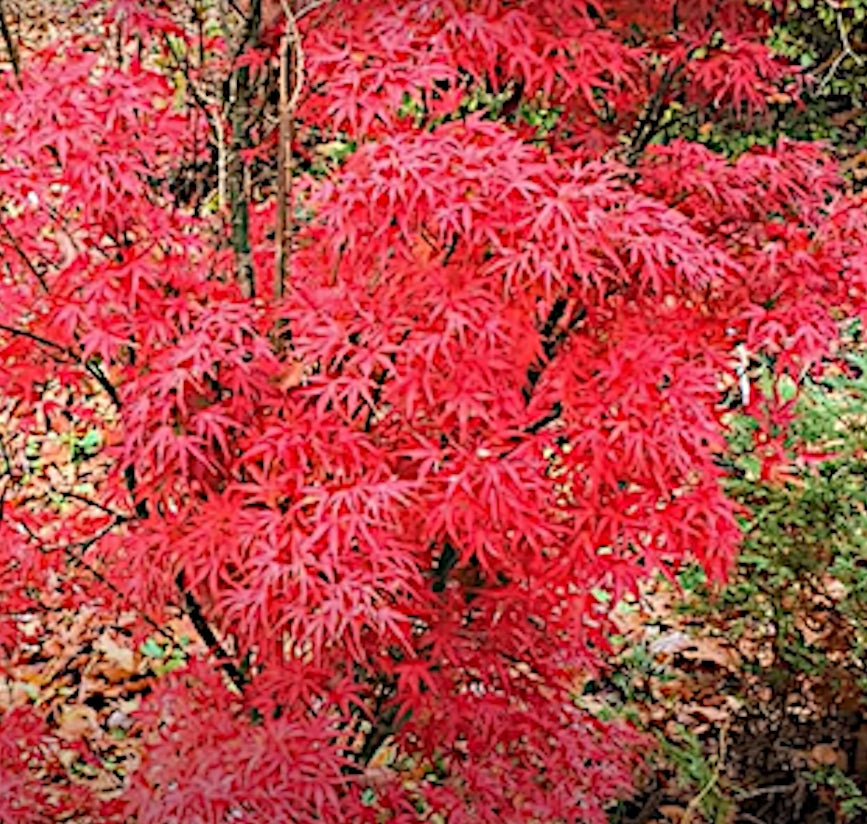 Acer palmatum Kamagata v.9