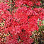 Acer palmatum Kamagata v.9