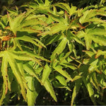Acer palmatum Kamagata v.9