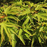 Acer palmatum Kamagata v.9