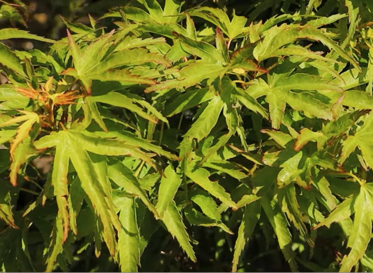 Acer palmatum Kamagata v.9