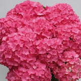 Hydrangea m. Flair & Flavours ® Sweet Cupcake  (Rifiorente) v. 20/22