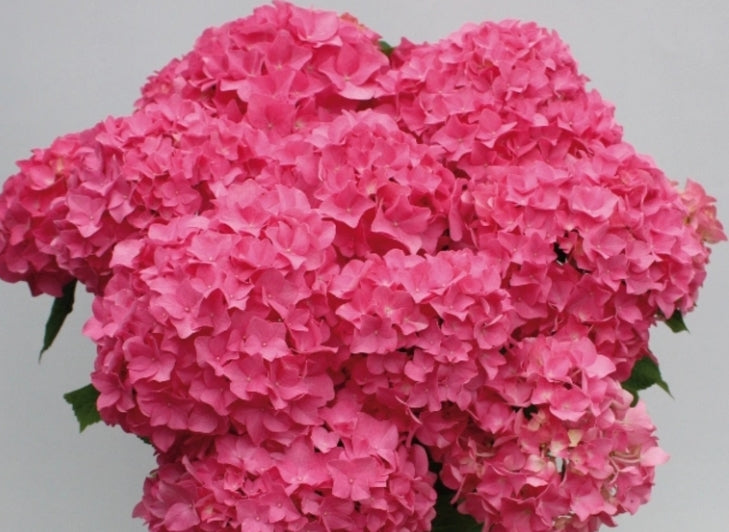 Hydrangea m. Flair & Flavours ® Sweet Cupcake  (Rifiorente) v. 20/22