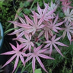 Acer Palmatum Kasagiyama v.9