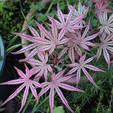 Acer Palmatum Kasagiyama v.9