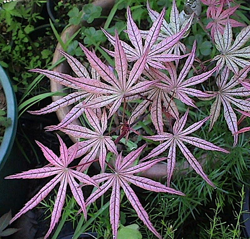 Acer Palmatum Kasagiyama v.9