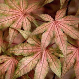 Acer Palmatum Kasagiyama v.9