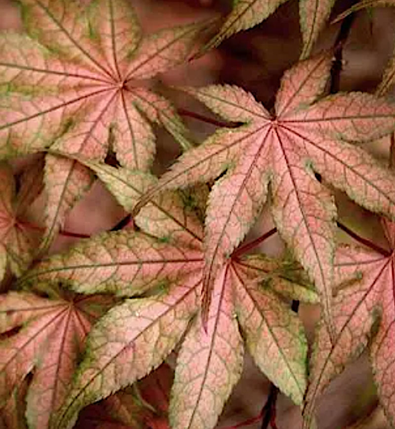 Acer Palmatum Kasagiyama v.9
