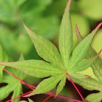 Acer Palmatum Kasagiyama v.9