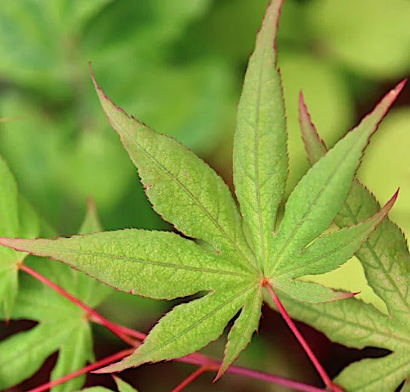 Acer Palmatum Kasagiyama v.9