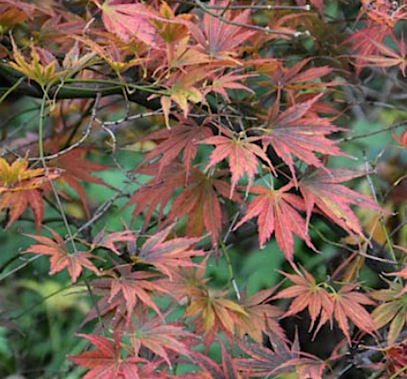 Acer Palmatum Kinran v 9