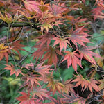 Acer Palmatum Kinran v 9