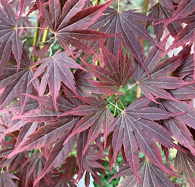 Acer Palmatum Kinran v 9