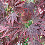 Acer Palmatum Kinran v 9