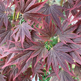 Acer Palmatum Kinran v 9