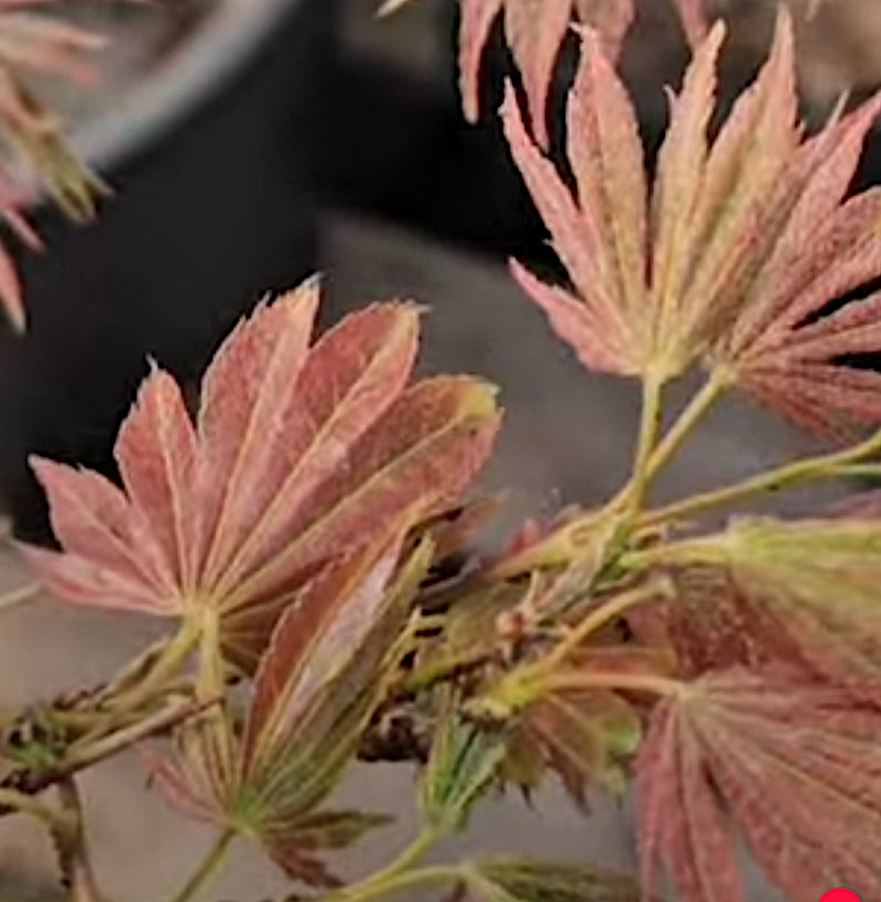 Acer Palmatum Kinran v 9