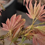 Acer Palmatum Kinran v 9