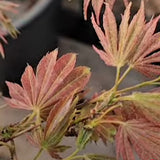 Acer Palmatum Kinran v 9