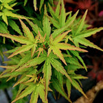 Acer palmatum Goshiki kotohime v 9 adatta par bonsai