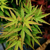 Acer palmatum Goshiki kotohime v 9 adatta par bonsai