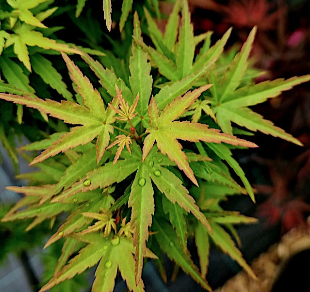 Acer palmatum Goshiki kotohime v 9 adatta par bonsai