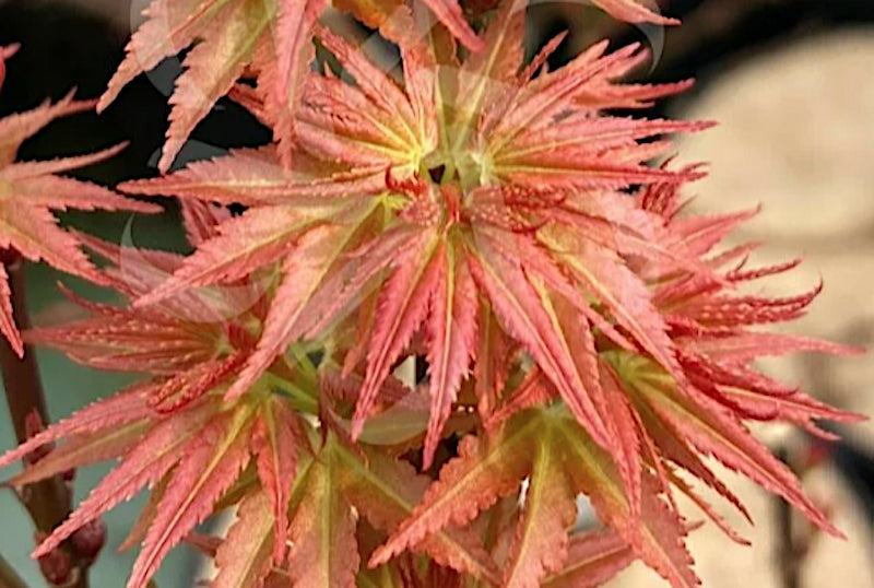 Acer palmatum Goshiki kotohime v 9 adatta par bonsai