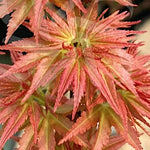 Acer palmatum Goshiki kotohime v 9 adatta par bonsai