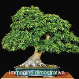 Acer palmatum Goshiki kotohime v 9 adatta par bonsai