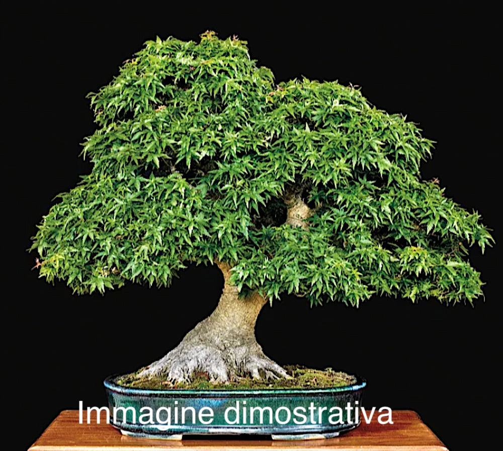 Acer palmatum Goshiki kotohime v 9 adatta par bonsai