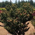 Acer palmatum Goshiki kotohime v 9 adatta par bonsai