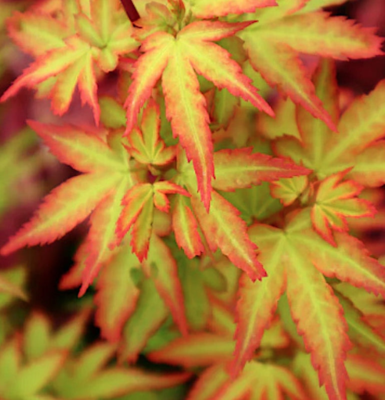 Acer Palmatum Koto Maru v.9 indicato per bonsai.