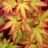 Acer Palmatum Koto Maru v.9 indicato per bonsai.