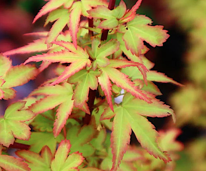 Acer Palmatum Koto Maru v.9 indicato per bonsai.